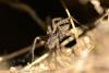 Pardosa sp.